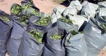 РАЗКРИХА до Пазарджик нива с 97 растения марихуана с общо тегло 331 кг, ЗАДЪРЖАН е 45-годишен собственик на овощен разсадник 