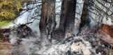 Голям горски пожар ПРЕДОТВРАТИХА служители на ДГС „Селище“, вероятно е тръгнал от МЪЛНИЯ